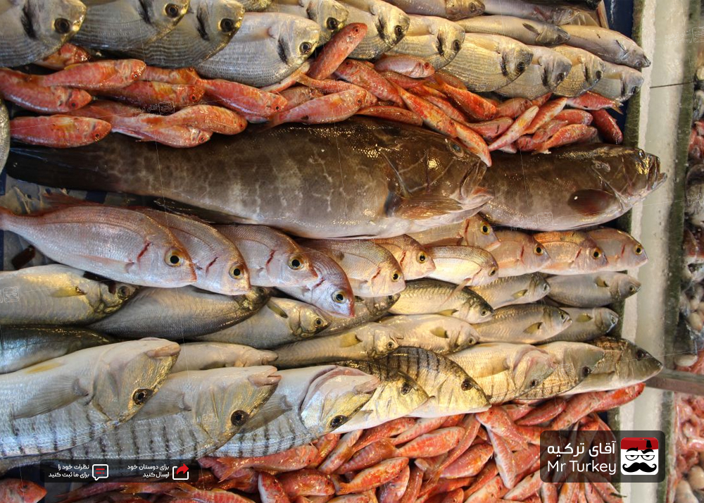 معرفی 5 ماهی معروف ترکیه - ماهی هایی که در سفر به ترکیه باید امتحان کنید!
