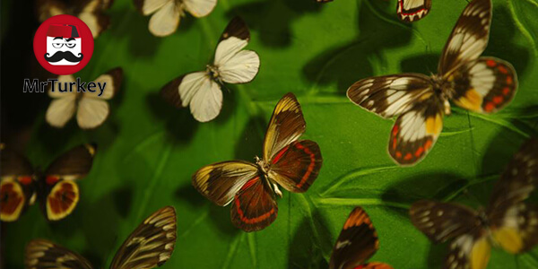 باغ پروانه‌های گرمسیری قونیه ترکیه؛ تجلی رویا