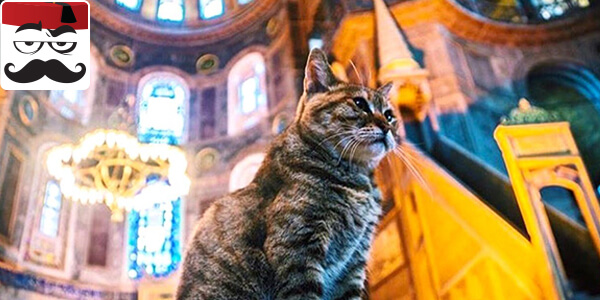 گربه‌ای که چهارده سال است در مسجد ایا صوفیه زندگی می‌کند - آقای ترکیه