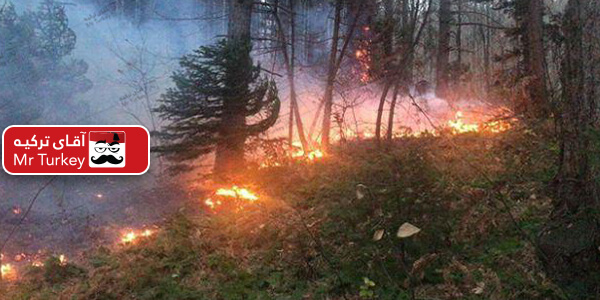 آتش سوزی در جنگل بوردور